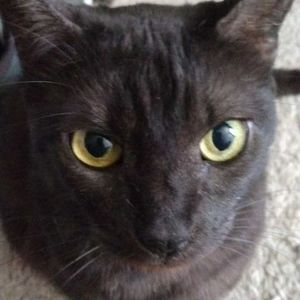 Meet your Posher, Frank